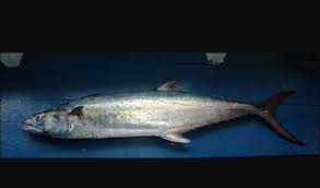 6 manfaat ikan tenggiri yang dapat mencegah berbagai penyakit, termasuk kanker. Ikan Tenggiri 3 Dimensi Ikan Tenggiri 3 Dimensi Seni Rupa Beli Produk Ikan Tenggiri Giling Berkualitas Dengan Harga Murah Dari Berbagai Pelapak Di Indonesia Ikan Tenggiri Tidak Memiliki Sisi Sama