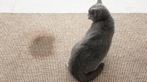 Eben hat er wieder gepinkelt. Katzenurin Entfernen Katzenwelt Net