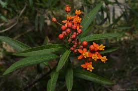 Image result for Asclepias curassavica