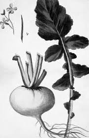 Check spelling or type a new query. Turnips As A Thanksgiving Side Dish Food Blog