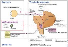 Physiologie Verrey Vestibularorgan Flashcards Quizlet