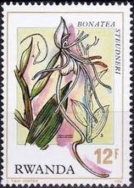 Image result for Bonatea steudneri