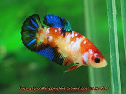 Live Fish Healthy Betta Galaxy Koi Halfmoon Plakat Female From Thai Exporter Betta Fish Betta Koi Betta