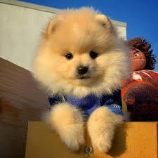 Yarisma Duzeyi Pomeranian Boo Lar 232904 Bikopek Com