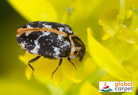 Keine lust oder möglichkeit selber zu lesen? Teppichkafer Erfolgreich Bekampfen Global Carpetglobal Carpet