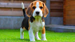 Beagle Dog Breed Profile | Petfinder