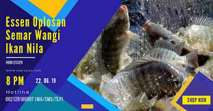 Essen Oplosan Semar Wangi Ikan Nila Paling Jitu Terlaris Essen Ikan