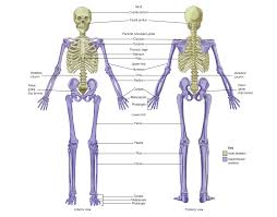 The human back, also called the dorsum, is the large posterior area of the human body, rising from the top of the buttocks to the back of the neck. 7 1 Divisions Of The Skeletal System Anatomy Physiology