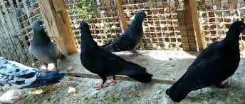 Namun kemudian berkembang menjadi merpati hias. Burung Merpati Steemit