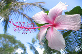 Check spelling or type a new query. Hibiscus Flower Meaning Flower Meaning