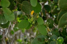 Image result for Teramnus repens