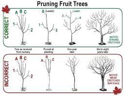 How To Correctly Prune A Fruit Tree Imgur By Guida Pruning Fruit Trees Fruit Trees Fruit Tree Garden