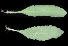 Image result for Endostemon villosus