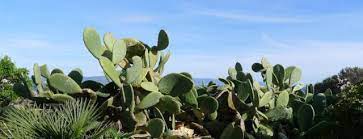 Cacti can be propagated in several ways. Bioplastic Made From Cactus Juice Materialdistrict