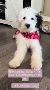 #oldenglishsheepdog #groomerlife🐾 #baileythesheepdog #cutedog