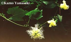 Image result for Raphidiocystis