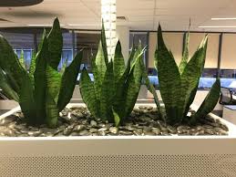 Yet another name for snake plant, although more old fashioned, is mother in law's tongue. Mother In Laws Tongue Snake Plant Bretts Plants