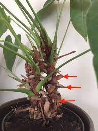 Repotting A Leggy Anthurium Laidback Gardener Anthurium Anthurium Plant Plant Care