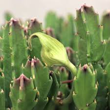 Image result for Stapelia gigantea