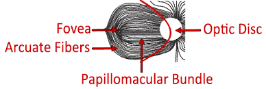 Visual Field Testing From One Medical Student To Another