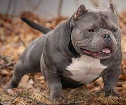 What is an american bully? American Bully A Brief History Of The Breed