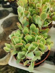 Image result for Kalanchoe rotundifolia