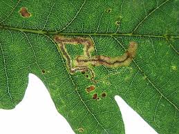 Image result for Stigmella samiatella