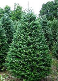 Hilltop Christmas Tree Farms Fraser Fir Fraser Fir Christmas Tree Fir Christmas Tree Balsam Christmas Tree