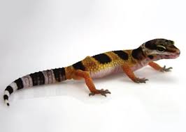 Leopard Gecko Care How To Care For A Leopard Gecko Petco