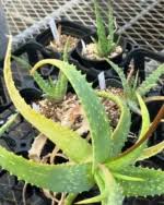Image result for Aloe haroniensis