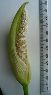 Image result for Amorphophallus goetzei