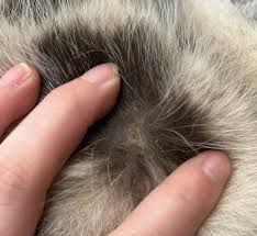 Image result for what do lice look like in dog fur