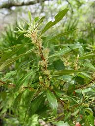 Image result for Myrica salicifolia