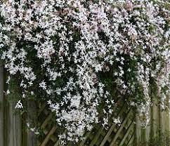 Image result for Jasminum bakeri