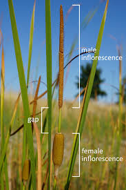 Image result for Typha