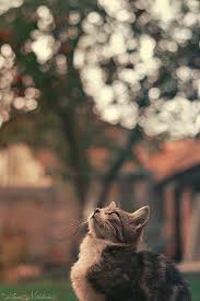 Gambar kucing anggora lucu dan menggemaskan. Pin Di Cats