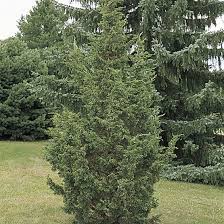 Image result for Juniperus