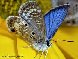 Click on the blue butterflies link to view a video that shows a handful of blue butterfly species with the wings folded, highlighting those patterns. Blue Butterflies Gardening Solutions University Of Florida Institute Of Food And Agricultural Sciences