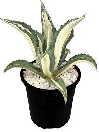 Image result for Alectra picta