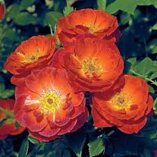 Miniature roses and miniflora roses are often confused with one another. 28 Rose Bushes Garden Flowers The Home Depot
