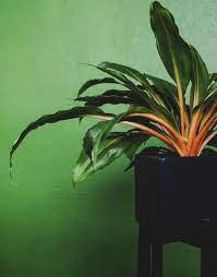Rare Fire Flash Spider Mandarin Chlorophytum Live Plant Etsy In 2020 Plants Orange Plant House Plants
