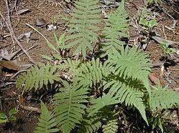 Image result for Christella chaseana