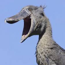 Big Bird With Large Beak Pin By I M Edelstein On Birds Scary Birds Shoebill Shoebill Bird