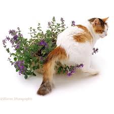 Check spelling or type a new query. Catmint Catnip Seeds Nepeta Cataria Cena 1 95