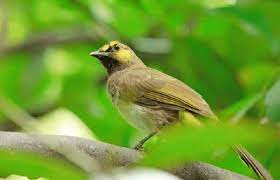 Mengetahui Ciri Khas Burung Cucak Wilis Dan Perawatannya Burung Burung Cantik Burung Elang