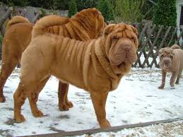 The breed originates from southern china. The Chinese Shar Pei Wallpapers Wallpaper Cave