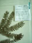 Image result for Chamaecrista zambesica