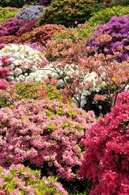 Lovely Azalea Garden Plants Azaleas Garden Azalea Flower Garden Plants