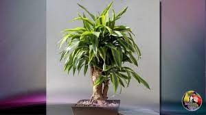 Dracaena Bonsai Care Noticias De Jardim
