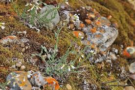 Image result for Turritis